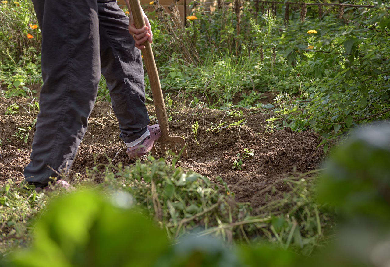 gardening, field, potatoes-4545659.jpg