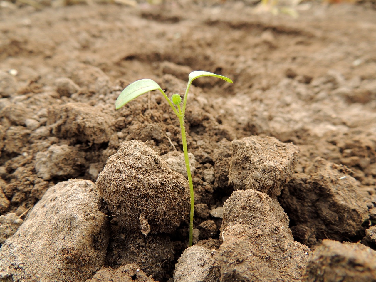germ, plant, food-59159.jpg